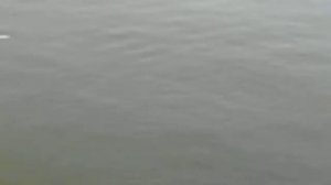 Рыбалка белого амура на магистральном канале