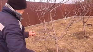 Обрезка сада :Обрезка груши,Яблони ,Осень-Зима,Весна-Лето