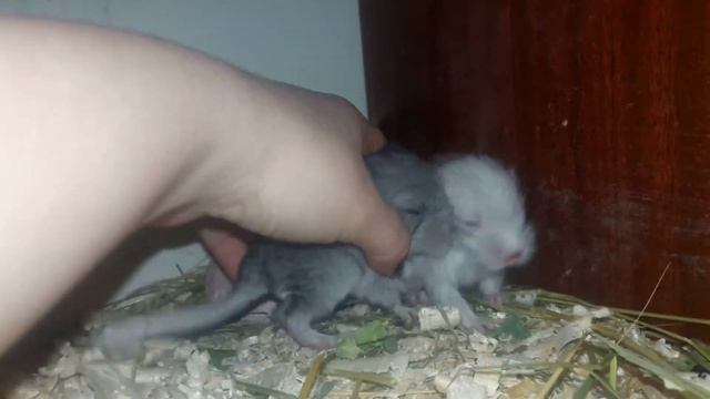 В гостях у новорожденных Шиншиллят! Три мальчика Носители Фиолета и Сапфира 50%! смотреть онлайн