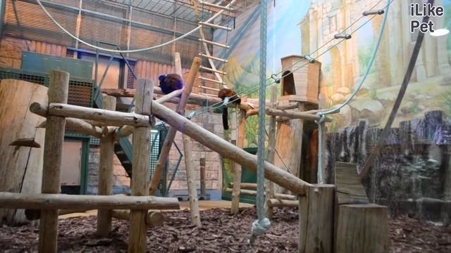 Красный лемур вари Размножение на ilikepet смотреть онлайн