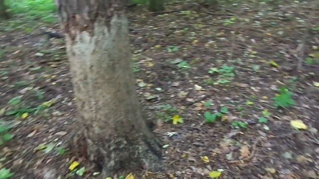 Чесалка для кабанов смотреть онлайн