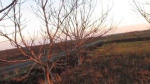 ГРЕЦКИЙ ОРЕХ. Как садить орех, уплотненная схема посадки.