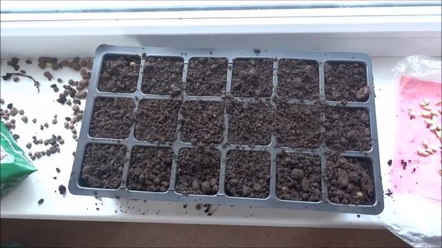 КАК ВЫРАСТИТЬ МАНДАРИН ИЗ КОСТОЧКИ В ДОМАШНИХ УСЛОВИЯХ (ЧАСТЬ 1) смотреть онлайн