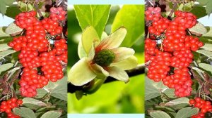 Лимонник китайский