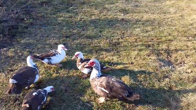ИНДОУТКИ - САМАЯ ВЫГОДНАЯ ПТИЦА, РАЗВОДИТЬ ДОМА! 🙋🐣