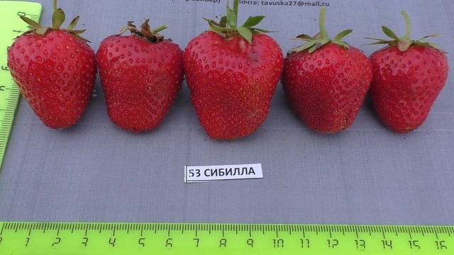 Сибилла средне-поздний сорт клубники. смотреть онлайн
