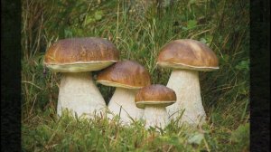 Окружающий мир 4 класс ч.1, тема урока "Жизнь леса", с.164-169, Школа России.