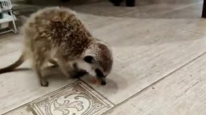 Веня жадина