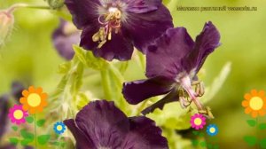 Герань темная Равен. Краткий обзор, описание характеристик, где купить саженцы geranium phaeum Rave