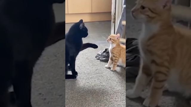 Котики