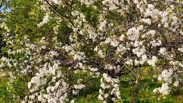 В Санкт-Петербурге наступило время цветения черёмухи и вишни, теперь очередь за сиренью... смотреть онлайн