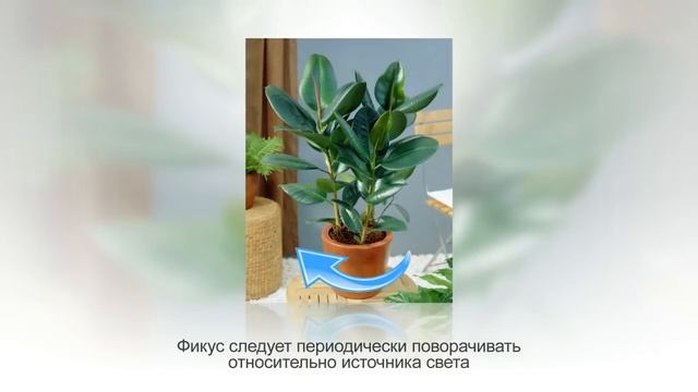 ФИКУС КАУЧУКОНОСНЫЙ или ФИКУС ЭЛАСТИКА. Уход в домашних условиях смотреть онлайн