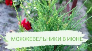 МОЖЖЕВЕЛЬНИКИ В ИЮНЕ? 21.06.2022 г.