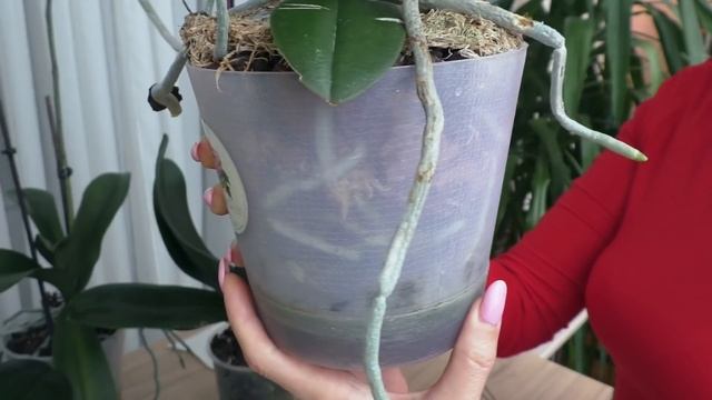 ВНИМАНИЕ ПРЕДУПРЕЖДЕНИЕ: препарат БИ 58! ОСТОРОЖНЕЕ Третья КОМПЛЕКСНАЯ обработка орхидеи ОТ ТРИПСОВ смотреть онлайн