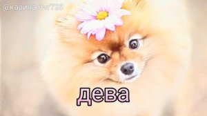 Знаки задиаков Какая ты собака по знаку зодиака