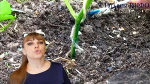 Как лечить ОГУРЦЫ зеленкой?! Чем замазать раны ДЕРЕВЬЕВ после обрезки?!