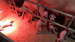 БЮДЖЕТНЫЙ СВИНАРНИК// НЕДОРОГОЙ НО эффективный САРАЙ ДЛЯ СВИНЕЙ, КОРМЛЕНИЕ  СВИНОМАТОК