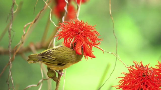 Пение лесных птиц.Звукотерапия.Пение птиц-лекарство,слушать при разных болезнях.Улучшает сон. смотреть онлайн