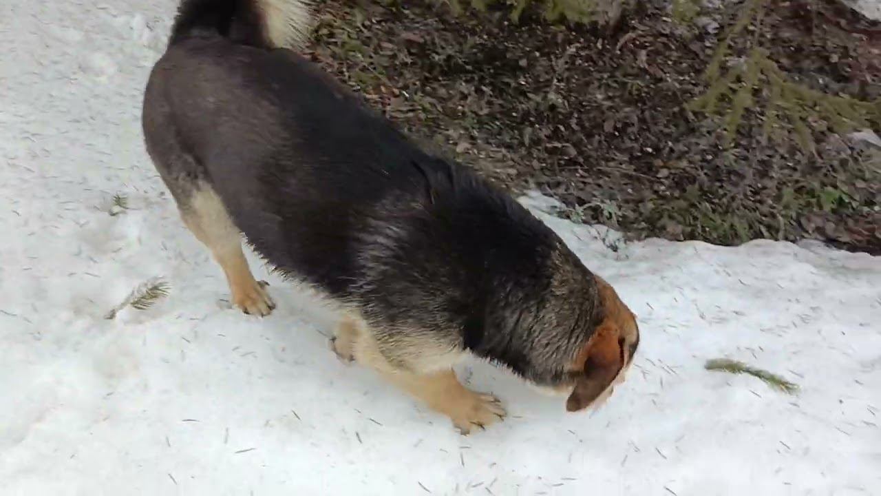 Собака чья! смотреть онлайн