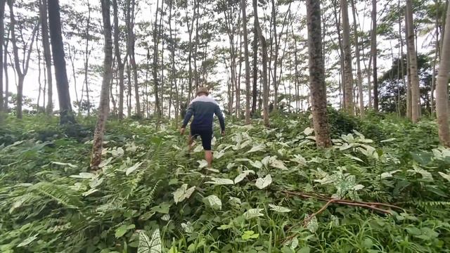 CALADIUM BULBS WHITE CHRISTMAS | WHITE GABI GABI | CALADIUM PLANT смотреть онлайн