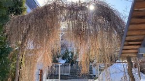 Сказочная арка из лиственницы плакучей!