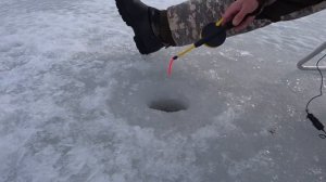 Зимняя рыбалка.ПОЙМАЛИ МОНСТРА НА ЖЕРЛИЦУ. Чужая собака бросается на мотобуксировщик. Ловля окуня.