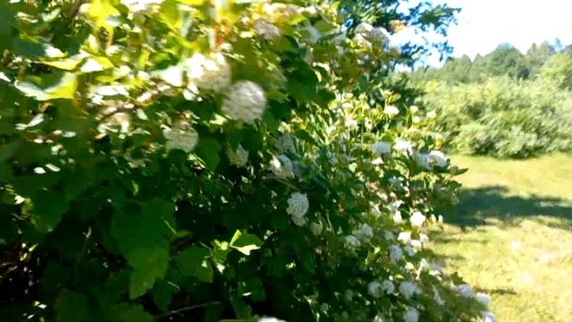 Пузыреплодник. смотреть онлайн