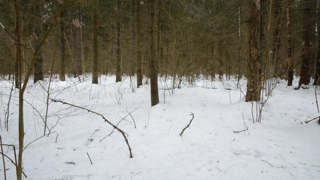 Охота на волка. Поехали за волком, но встретились только лоси.
