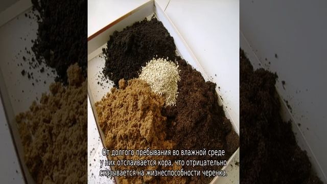 Как размножить можжевельник черенками в домашних условиях