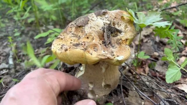 Грибное ТУРНЕ ! Белые грибы 24 июня ! Грибы 2022 ! смотреть онлайн