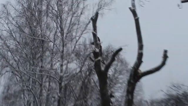 Спилить дерево частями ! Спилить дерево в Ленобласти ! смотреть онлайн