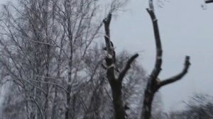 Спилить дерево частями ! Спилить дерево в Ленобласти !