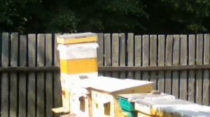 ПЧЕЛИНЫЙ ЛОКДАУН ИЛИ ЧТО ДЕЛАТЬ С ПАСЕКОЙ ПРИ ОБРАБОТКЕ ПОЛЕЙ РАПСА ХИМИКАТАМИ