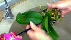 Почему ГНИЮТ КОРНИ ОРХИДЕИ. ОШИБКИ ПРИ ПОЛИВЕ после пересадки! ПЕРЕСАДКА ОРХИДЕИ В КЕРАМЗИТ.