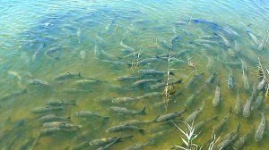 Нашёл много крупного толстолоба, но как его поймать? Рыбалка в полу-пустыне на краснопёрку. DR-Z 400