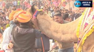 बीकानेर ऊँट अंतराष्ट्रीय ऊंट उत्सव  Camel Festival, Rajasthan | Camel's  dance in Bikaner | 2022