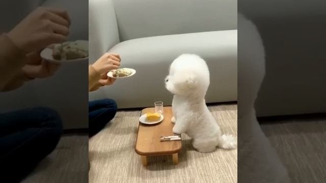 Культурненько, кaкой Aристокрaт?