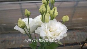 花言葉がポジティブな トルコ桔梗　Eustoma grandiflorum(秋田県　羽後町)