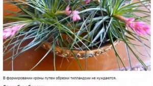 Тилландсия. Красивые и необычные цветы. Выращивание и уход за тилландсией в домашних условиях.