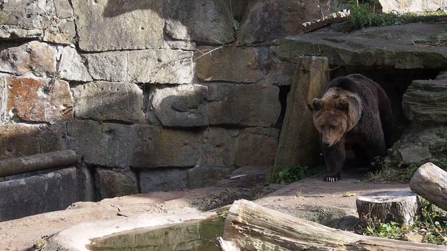 Медведи в Калининградском зоопарке смотреть онлайн