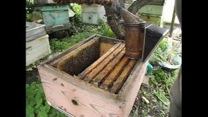 работы на пасеке в июне - как уберечь пчел от роения, если нет хорошего взятка  - часть 2