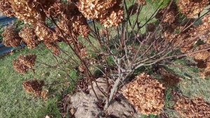 Правильная обрезка для пышного цветения, как обрезать гортензию Vanille-Fraise и Magical Candle