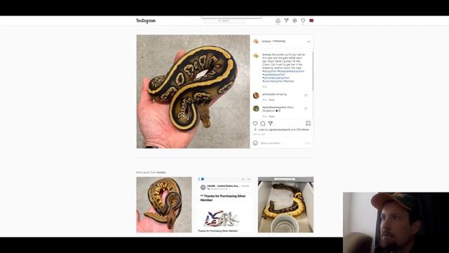 Cypress Ball Python Morph Combos Part 2 | Jack's Reptiles