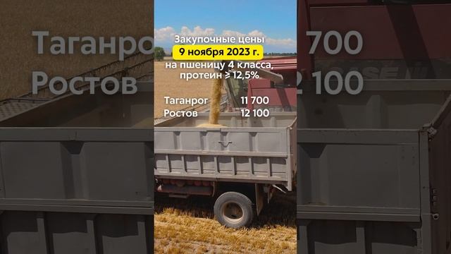 Закупочные цены 09.11.2023г. на пшеницу 4 класса (протеин ≥ 12,5%) в портах Азовского и Чёрного моря