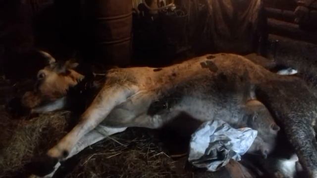 Издевательсво над животными. Корова умирает. смотреть онлайн