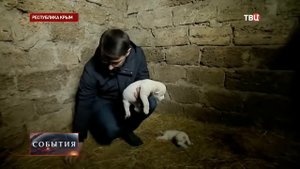 Репортаж ТВЦ Москва о рождении львят в Тайгане!