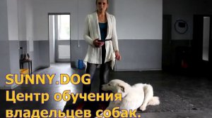Маремма -абруцкая овчарка или немецкая овчарка? Выбираем породу.