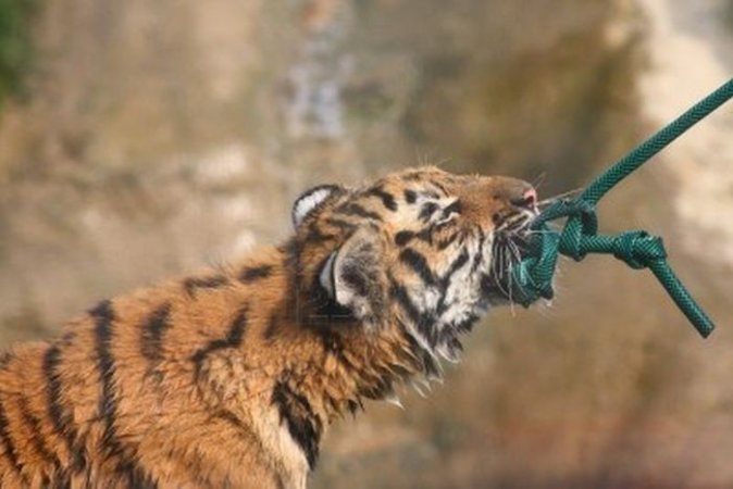 Коты,на кого ставите?