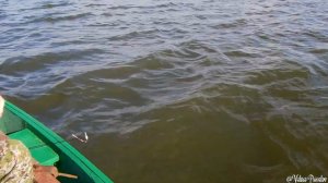 Рыбалка на Черноисточинском пруде в августе 2022 года