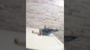 Мой попугай ударился в детство!!! :)